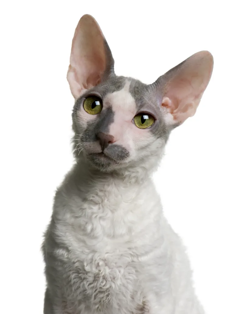 allergie voor katten